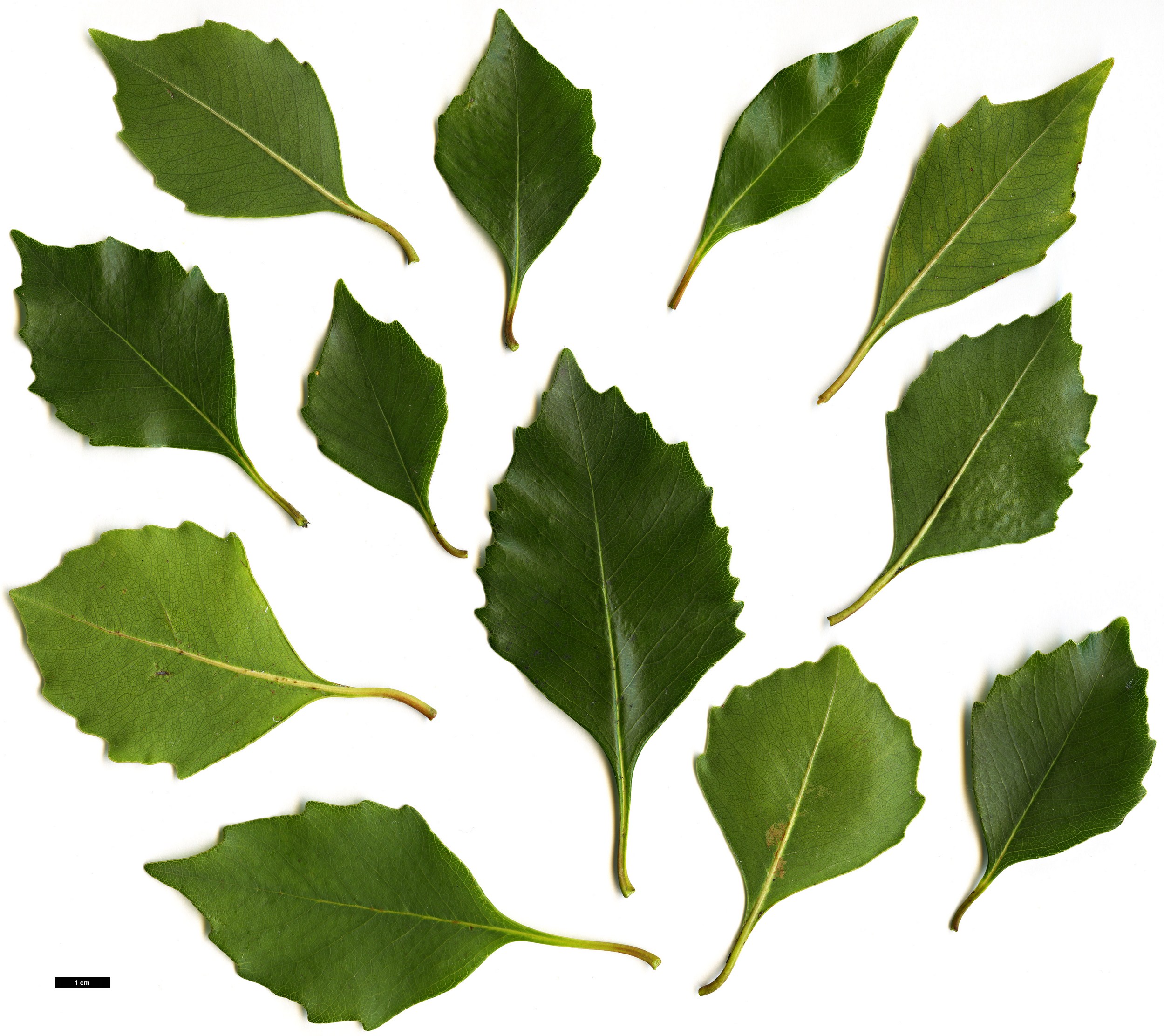 High resolution image: Family: Pittosporaceae - Genus: Pittosporum - Taxon: rhombifolium